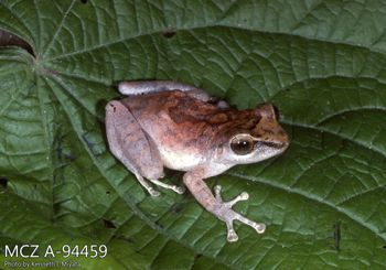 Media type: image;   Herpetology A-94459 Description: Photo of animal in life, taken in the field by Dr. Kenneth Ichiro Miyata. A slide of the photo was scanned in 2012 by Melissa Wooley.;  Aspect: lateral